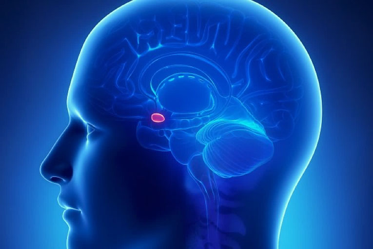 pineal-gland